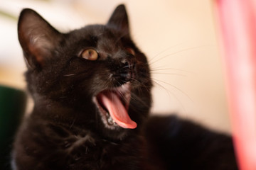 Black Kitten Head Shot Opening Mouth