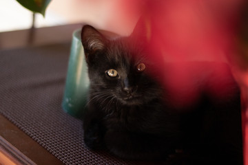 Black Kitten Head Shot with Yellow Eyes