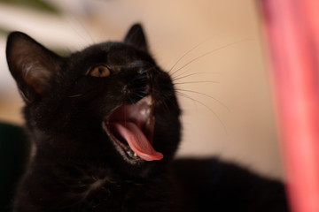 Black Kitten Head Shot Opening Mouth