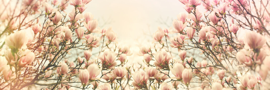 Magnolia flower, Magnolia in bloom, flowering beautiful  flower in spring