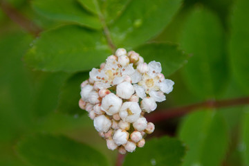 Close up of Flowers in bloom early spring