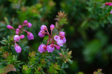 Close up of Flowers in bloom early spring