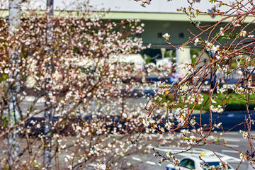 Sakuras starting to bloom on a sunny day