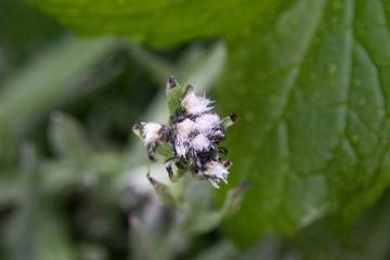 Close up of Flowers in bloom early spring