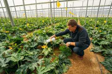 Male farmer applying insects for biological pest control in an organic zucchini crop in a...