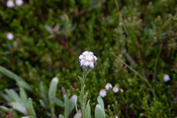 Close up of Flowers in bloom early spring