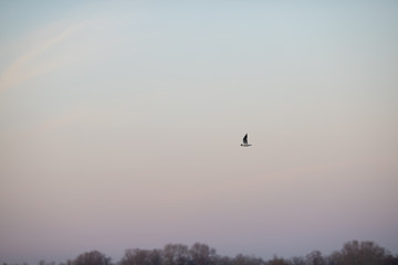 Seagull flying in the evening pink sky