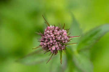Close up of Flowers in bloom early spring