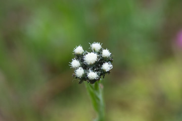 Close up of Flowers in bloom early spring