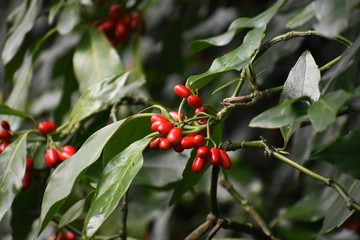 Fototapeta premium Foliage and red berries of Aucuba Japonica or Japanese Laurel Dentata, in the garden.