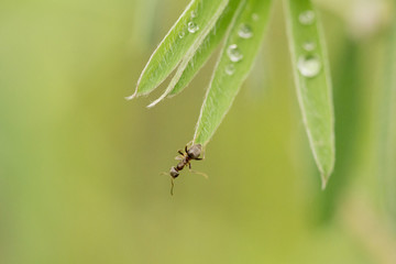 ant