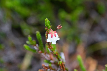 Close up of Flowers in bloom early spring
