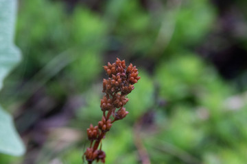 Close up of Flowers in bloom early spring