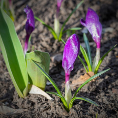 Fototapeta premium Amazing delicate purple flowers of crocuses. Background of early spring.