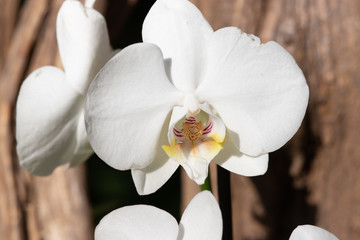 Close up of Flowers in bloom early spring