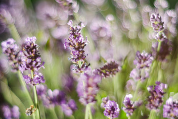 Closeup of delicate lavender flowers in the summertime