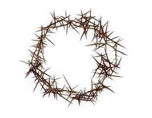 Wild acacia spikes on a white background isolate. Template for design.
