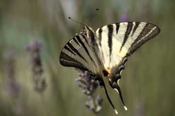 Iphiclides podalirius; scarce swallowtail butterfly in rural Tuscany