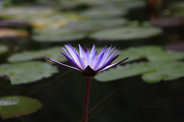 A beautiful pink waterlily or lotus flower