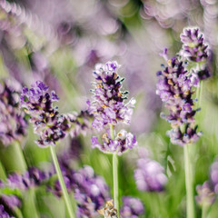 Closeup of delicate lavender flowers in the summertime
