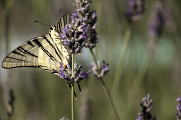 Iphiclides podalirius; scarce swallowtail butterfly in rural Tuscany
