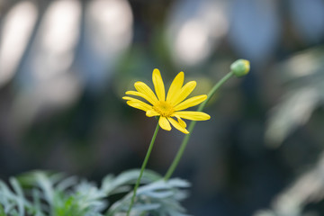 Close up of Flowers in bloom early spring