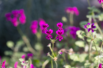 Close up of Flowers in bloom early spring