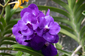 Close up of Flowers in bloom early spring