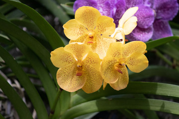 Close up of Flowers in bloom early spring