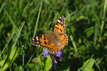 Obraz premium butterfly