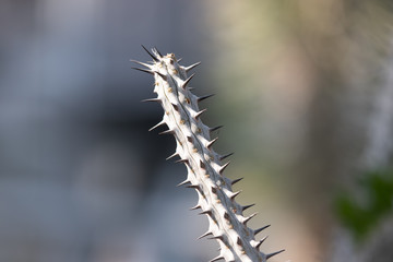 macro close up cactus spikes