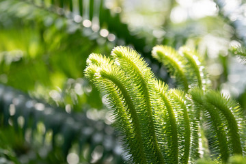 macro of ferns in a garden