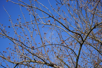 Knospende japanische Zierkirsche vor blauem Himmel