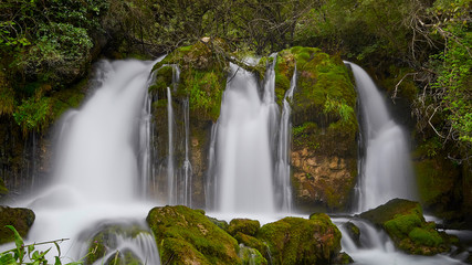 Cascada inmersa en pleno bosque verde