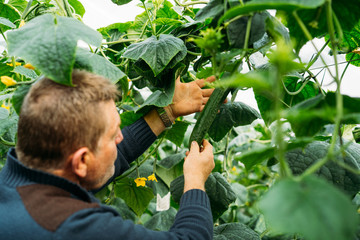 Male farmer worker checking and harvesting cucumber in a greenhouse in Almeria
