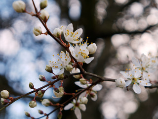Close-up of cherry blossom flowers and buds against blue sky. Spring concept.