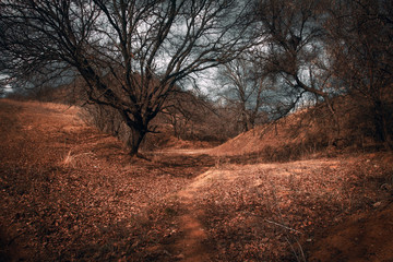 dramatic day time forest landscape photography with moody green foliage on trees and rocky stone ground