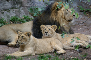 Zwei Löwenjunge mit Löwe im Hintergrund