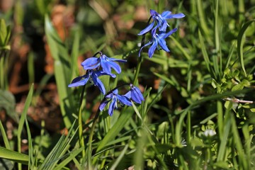 Blausternchen (Scilla siberica)
