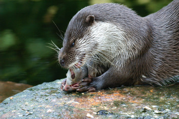 Fischotter beim Fressen