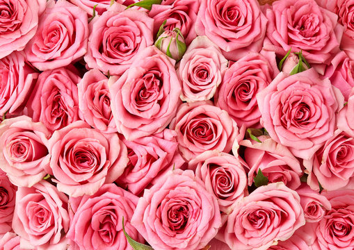 3,416,452 BEST Roses IMAGES, STOCK PHOTOS & VECTORS | Adobe Stock