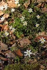 Blühende Buschwindröschen (Anemone nemorosa)