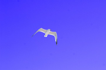 Weiße Möwe vor blauem Himmel