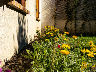Collection jardin : Fleurs jaunes et oranges sauvages