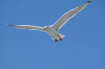 Weiße Möwe im Flug vor blauem Himmerl