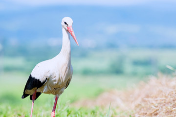 white stork walks