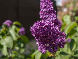 Obraz premium Lilas commun ou lilas français
