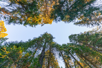 Giant Sequoias Forest. Sequoia National Forest in California, Sierra Nevada Mountains. USA