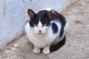 Black and white cat in moroccan Medina quarter.