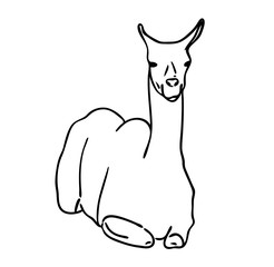 Vector illustration, isolated llama in black and white colors, outline original hand painted drawing